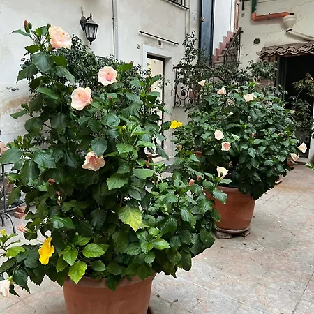 Bellini Space 3 Katanya